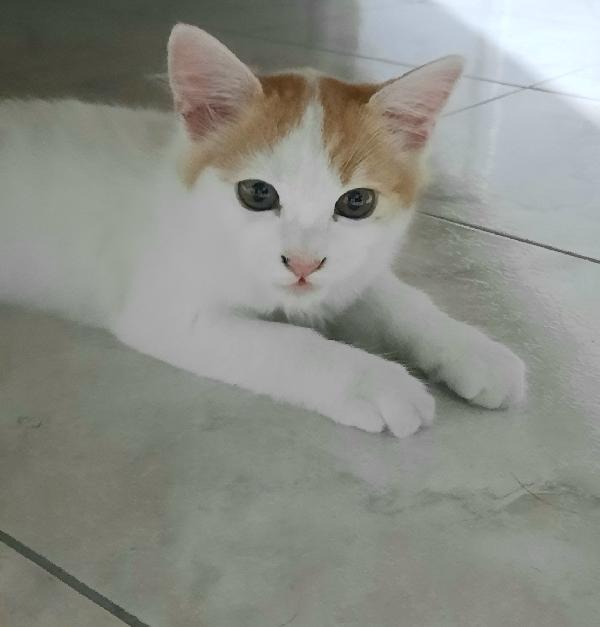 Cercasi casa per gattino di 3 mesi di nome milo  Foto 3