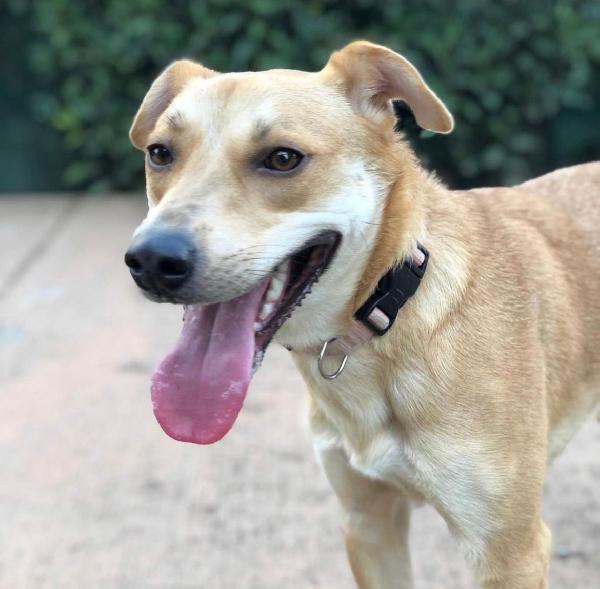  Luna: Giovane, Dinamica, Socievole, Taglia Contenuta 