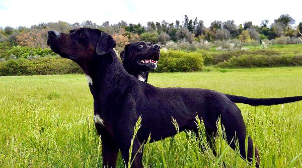 Yago Il Nero Pieno Di Colori 