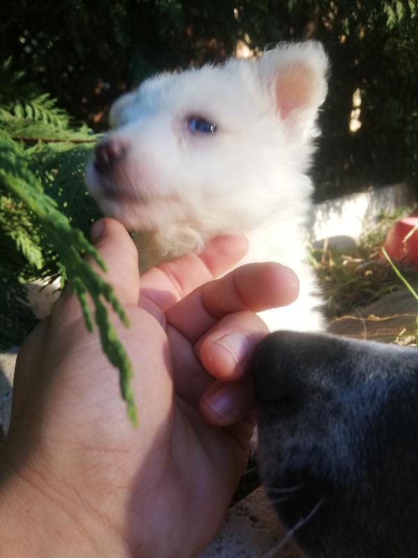 Luì Simil Maltesino