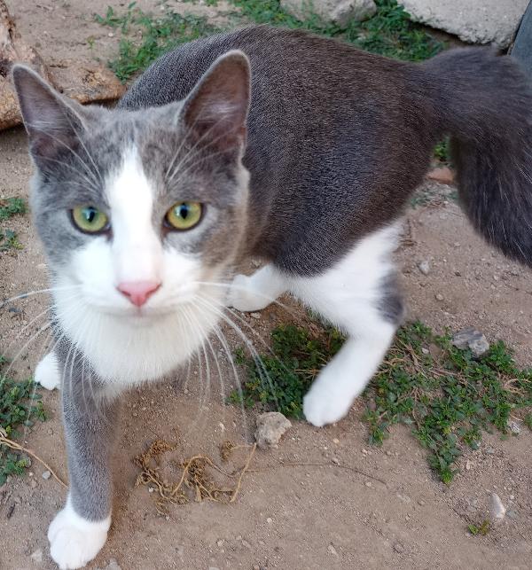 Cucciolo(5 Mesi) Adorabile E Bello Cerca Casetta