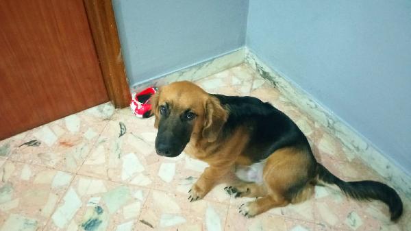 Cucciolo Mix Bassottino Cerca Nuova Famiglia 