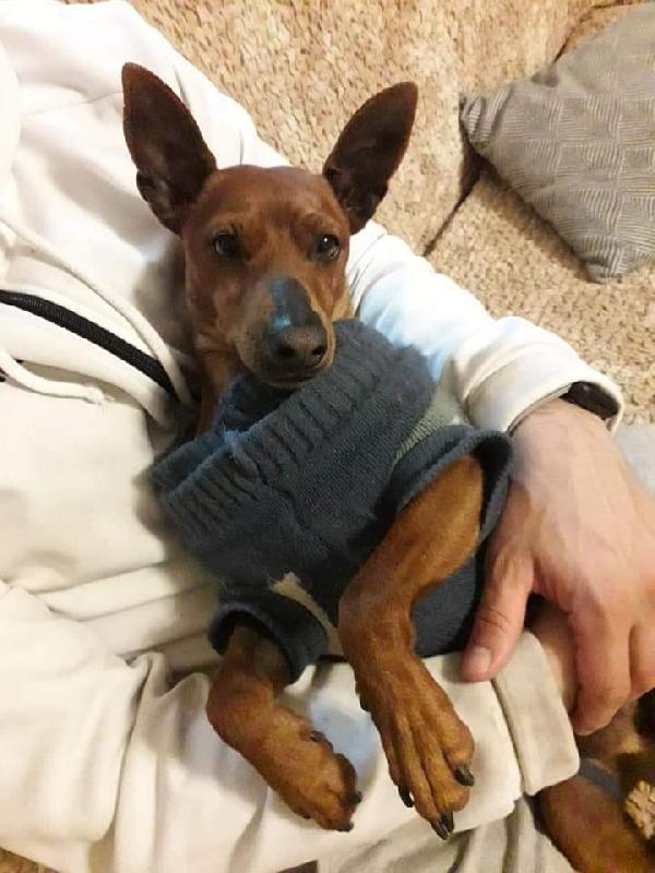 Pincher Puro! (4 Anni)