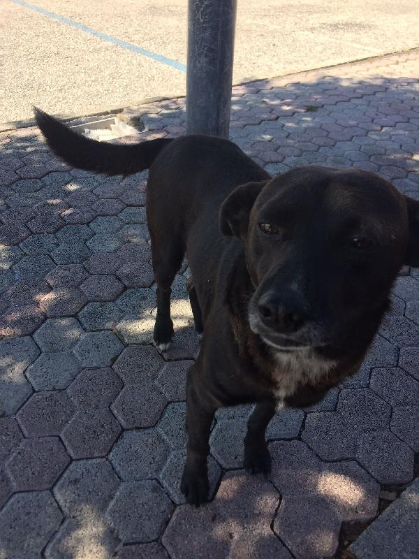  Leone: Taglia Piccola Cerca Adozione O Stallo 