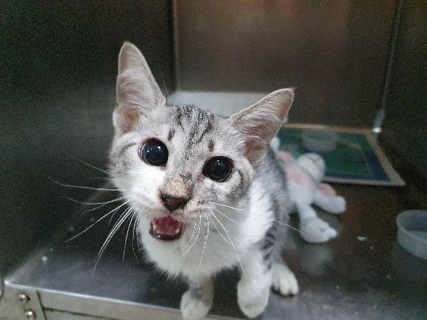 Adozione Del Cuore Per Topo, Gattino Cieco