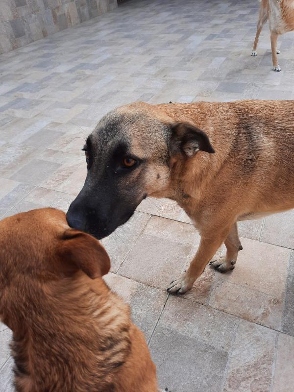  Eva: Giovane Pastorina Buona Con Tutti 