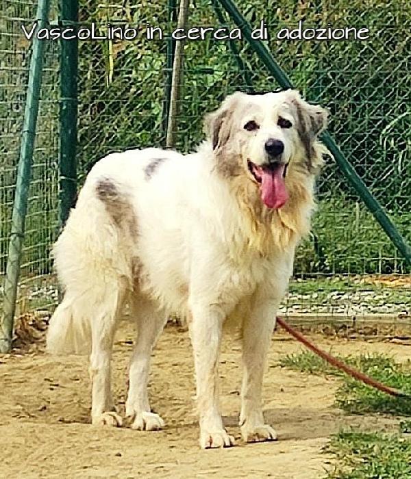 Vasco Lino Meticcio In Adozione