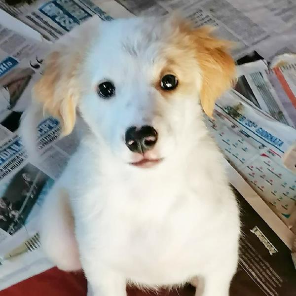  Lillo: Cucciolo Taglia Contenuta