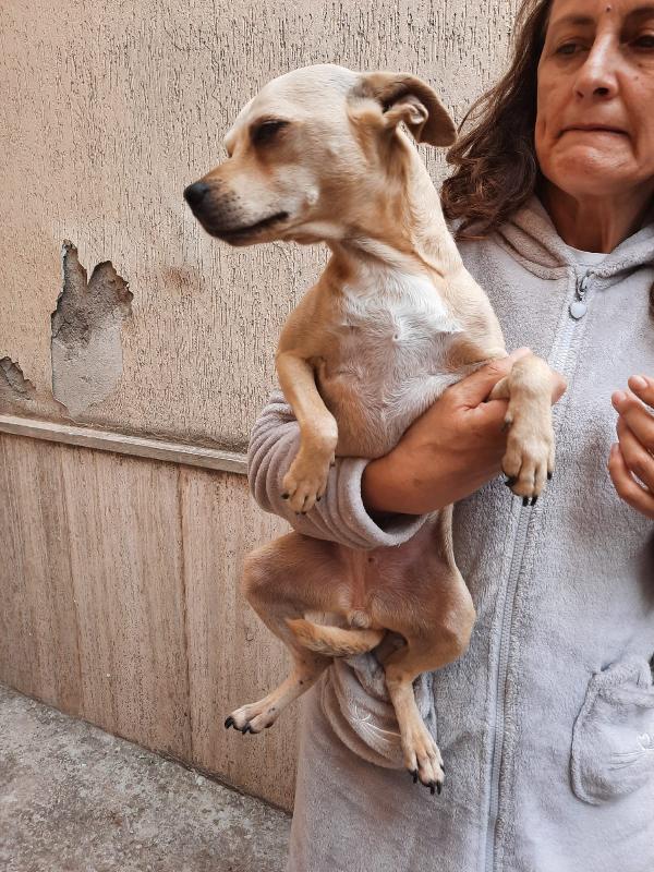 RITA SPLENDIDA CAGNOLINA TAGLIA PICCOLA Foto 7