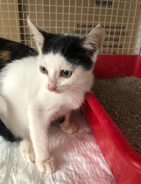  Cucciola Bellissima 2 Mesi Cerca Adozione 