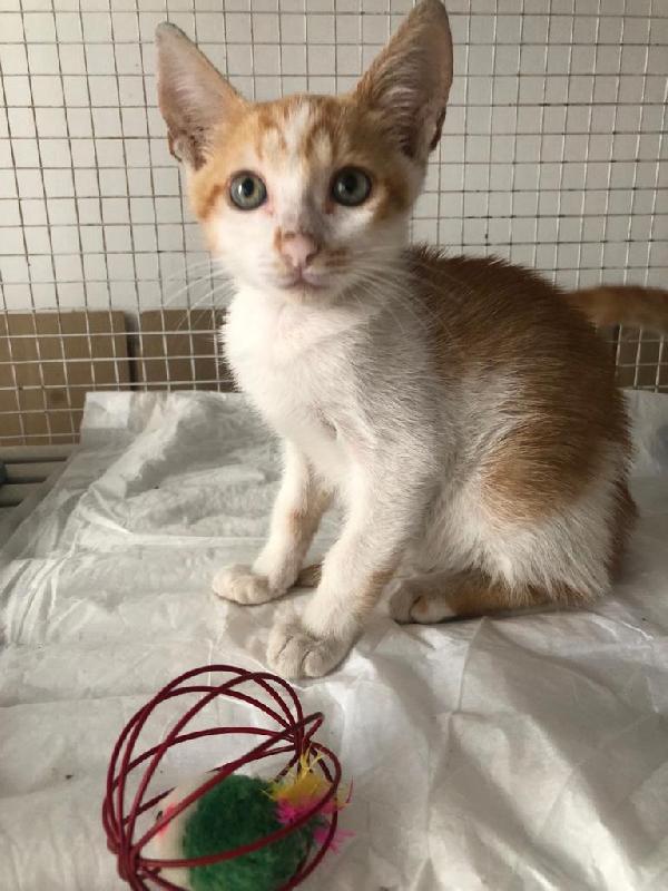 Maschietti 2 Mesi Cercano Adozioni 