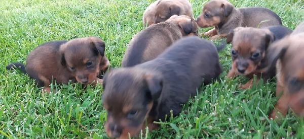 5 cuccioli in cerca di casa Foto 4