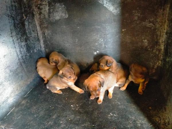 5 cuccioli in cerca di casa Foto 7