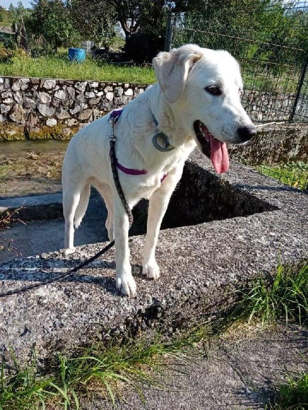 Ariel: 1 Anno, Cerca Nuova Famiglia 