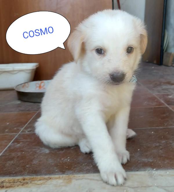 Cuccioli 2 Mesi Taglia Media Cercano Adozione O Stallo 