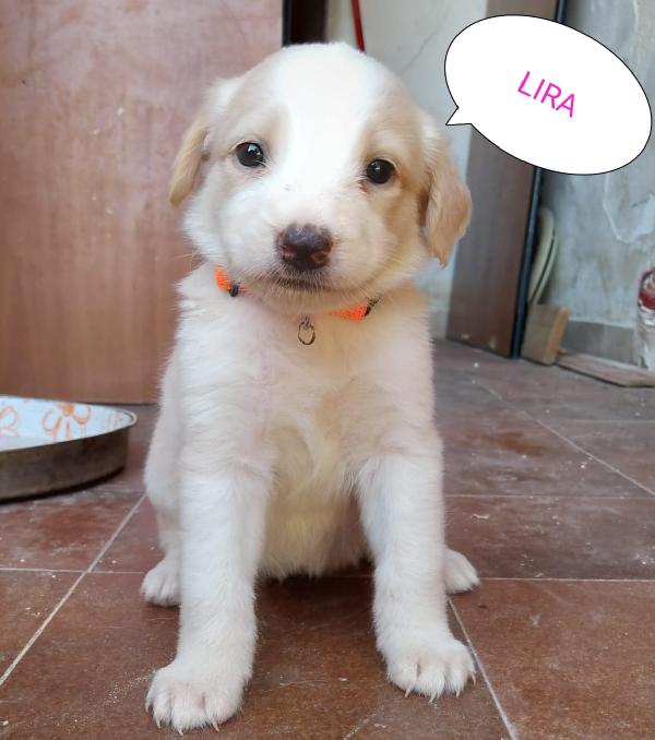 Cucciole 2 Mesi Taglia Media. Adozione O Stallo 