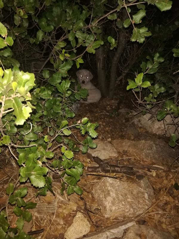 Resta Per Strada O Finirà In Canile 