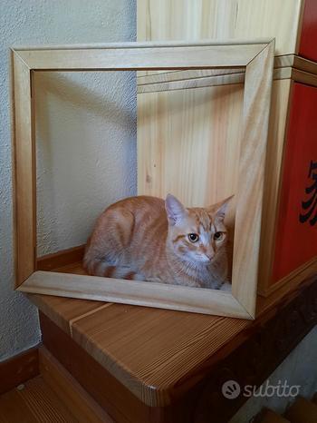 Gattino Rosso In Adozione