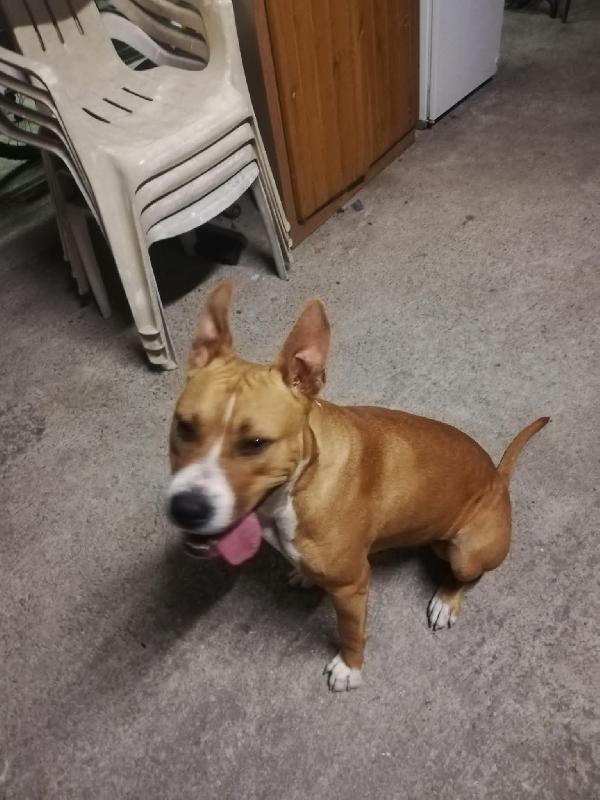 Pitta: Pitbull 13 Mesi Cerca Nuova Famiglia 