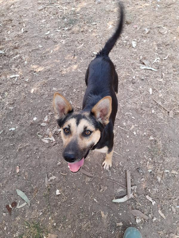  Pupa: Cucciolona Dolcissima Taglia Contenuta 