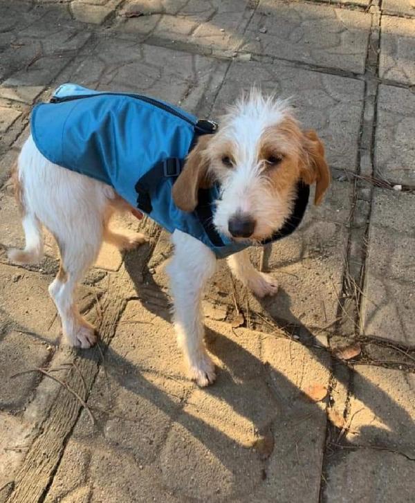  Atos: Taglia Piccola Dolcissimo Socievole 