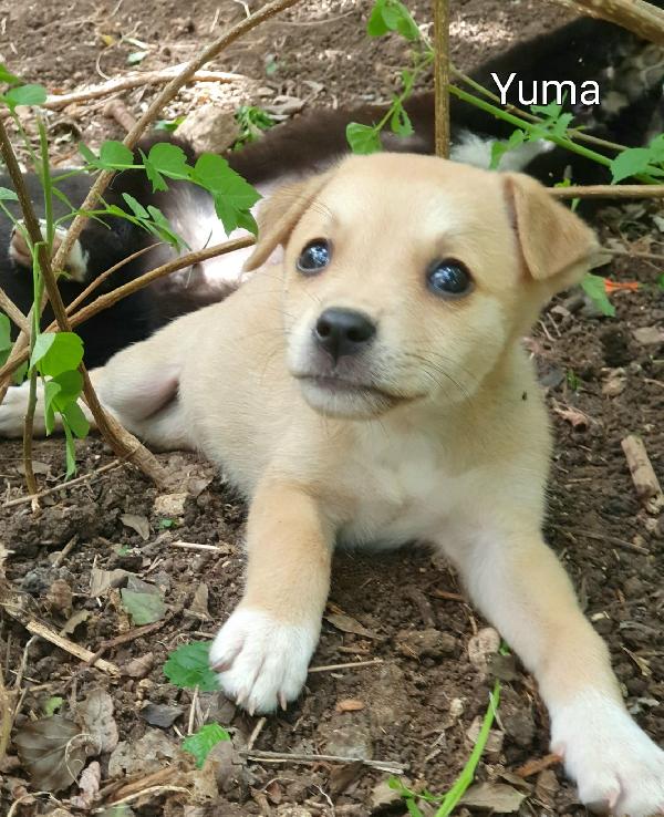  Yuma: 2 Mesi Taglia Media 