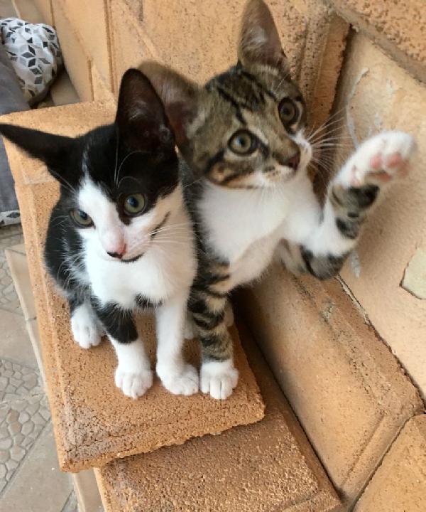 Cuccioli 3 Mesi Maschietto E Femminuccia 