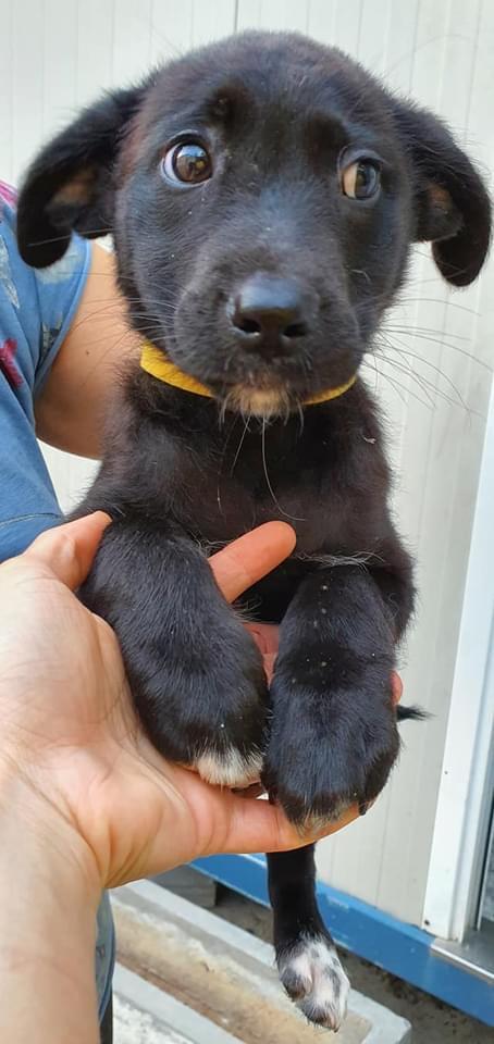 Cucciola Naike Cerca Casa 