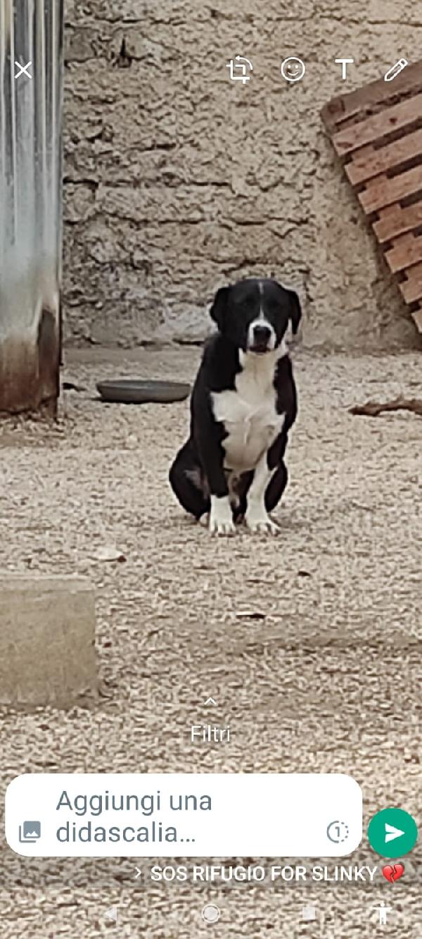 Adotta Ringo, Splendido Maschietto 