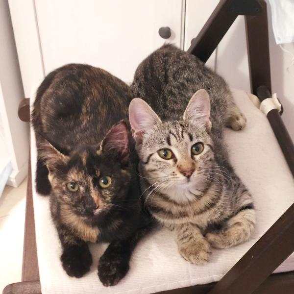  Gattine 5 Mesi Timide E Tranquille 