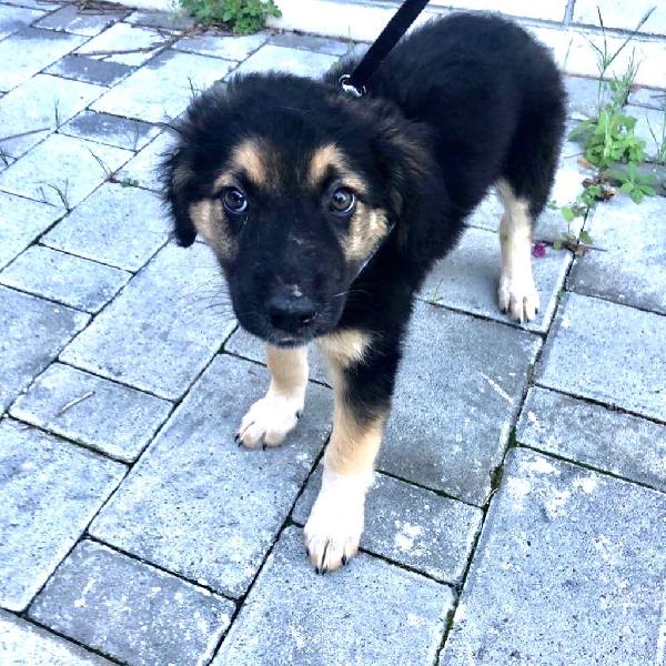 Lapo Cucciolo Grande Cerca Casa 
