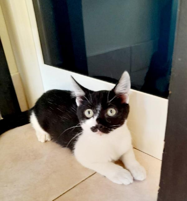 Micina 3 Mesi Bianconera