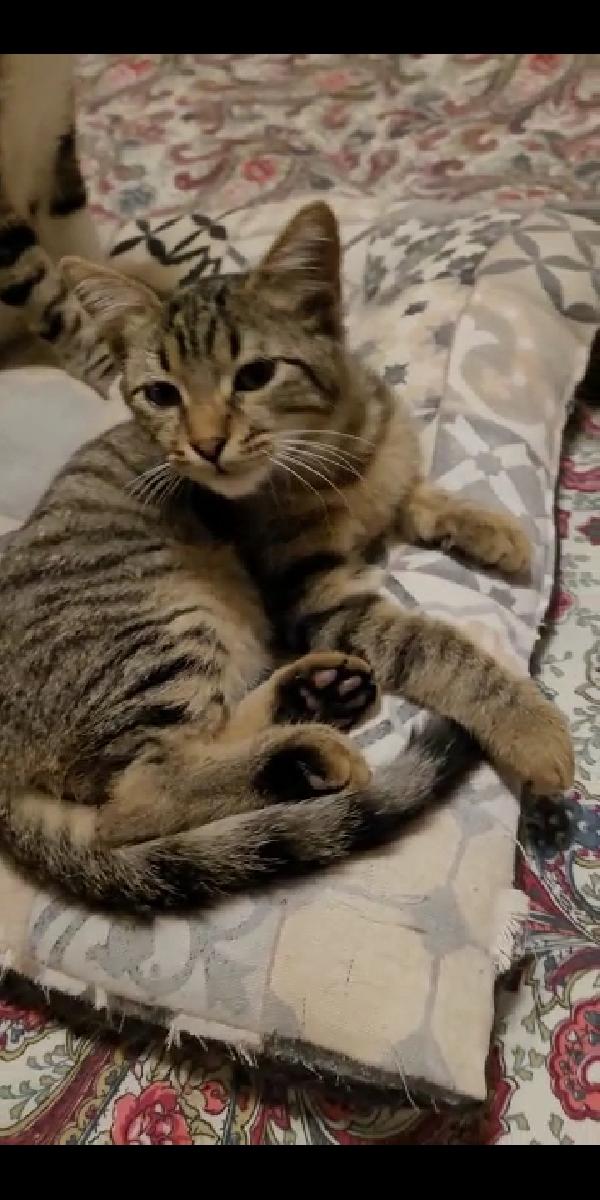 Maschietto Tigratino 4 Mesi Giocherellone Affettuoso 