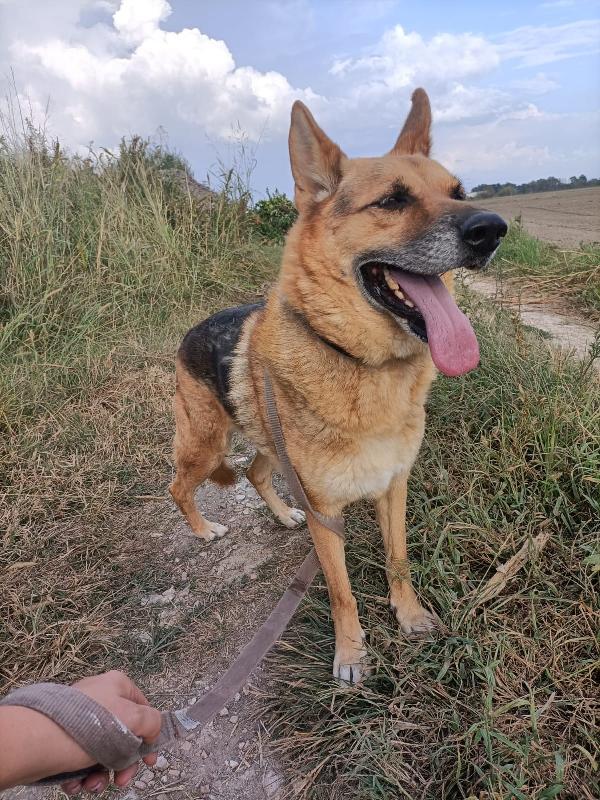  Rudy: Equilibrato, Educato, Socievole Con Tutti 