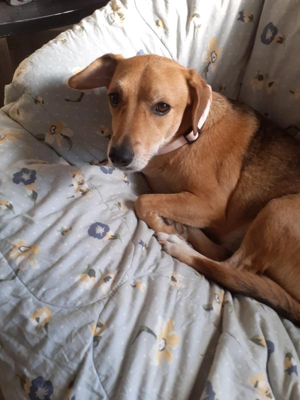  Anita: Giovane Taglia Piccola Educata Socievole 