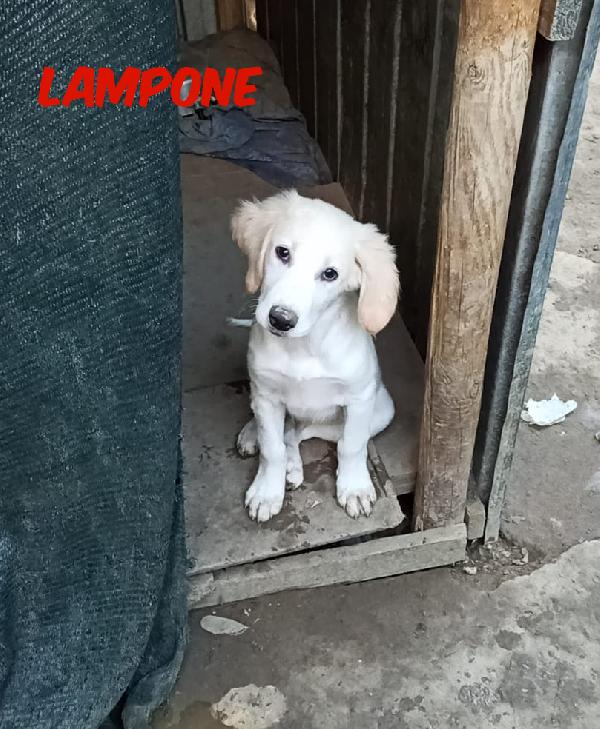 Lampone Cucciolo Di 2 Mesi E Mezzo