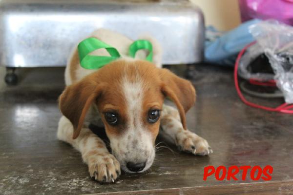 PORTOS CUCCIOLO DI 2 MESI E MEZZO Foto 3