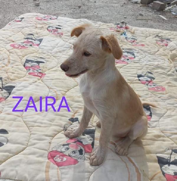Adotta Zaira