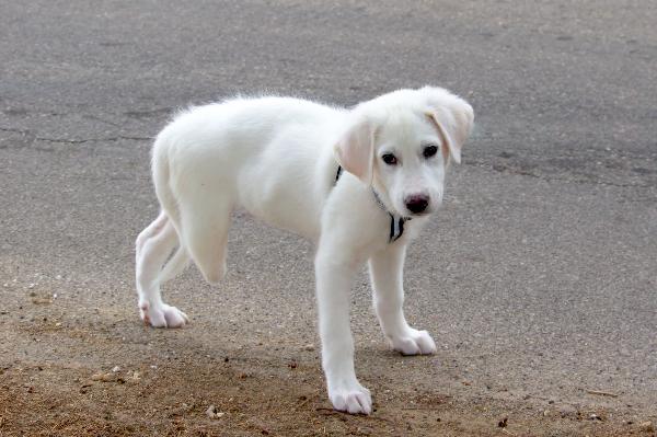 Fiocco, Adozione "Speciale"