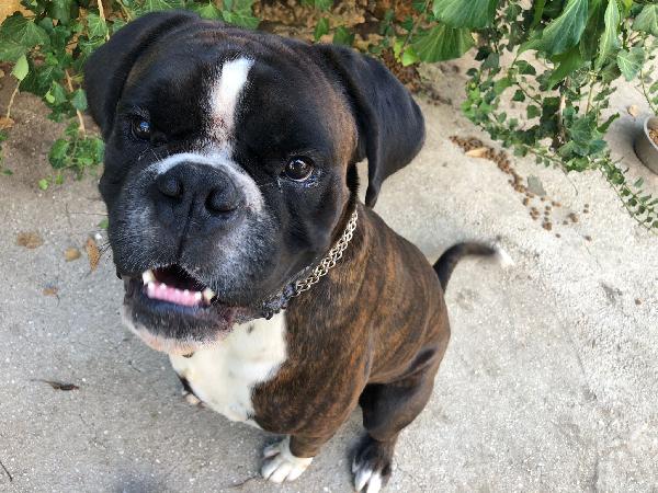  Axel: Giovane Boxer Socievole Dolce. Lo Cedono 