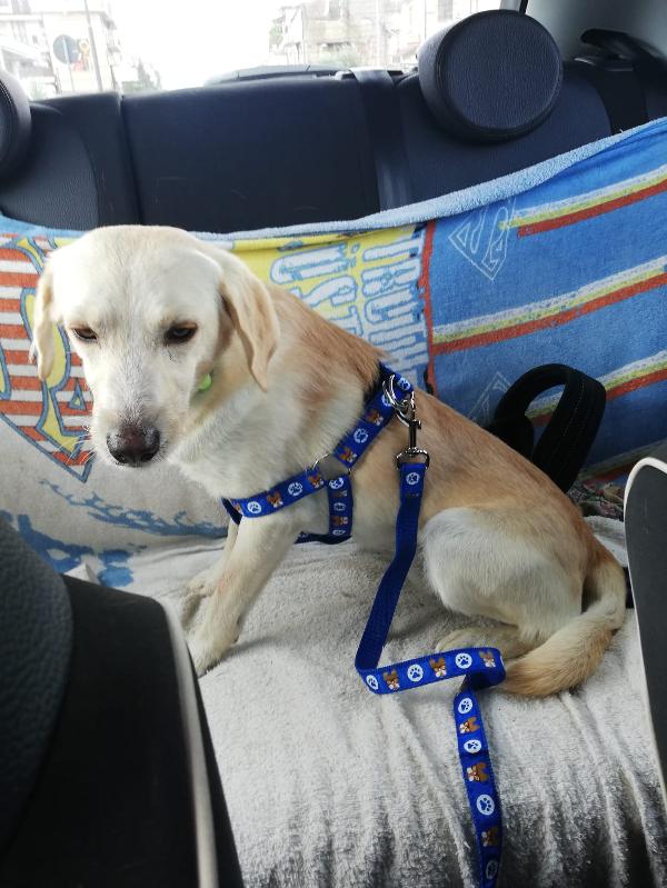  Jack: Cucciolotto Taglia Piccola Simpaticissimo 