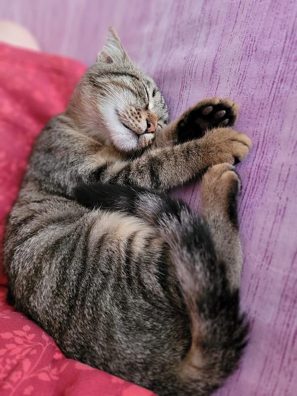  Femminuccia 4 Mesi Cerca Adozione 