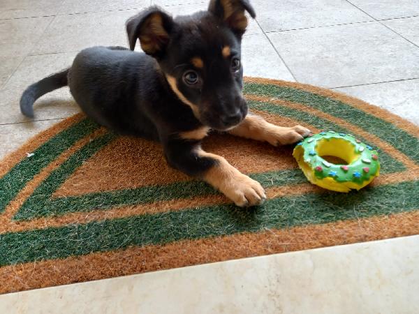  Kelly: 2 Mesi Taglia Media 