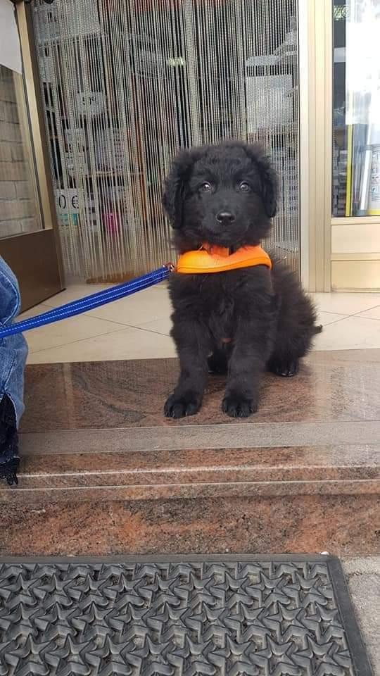 Koran, Taglia Media!