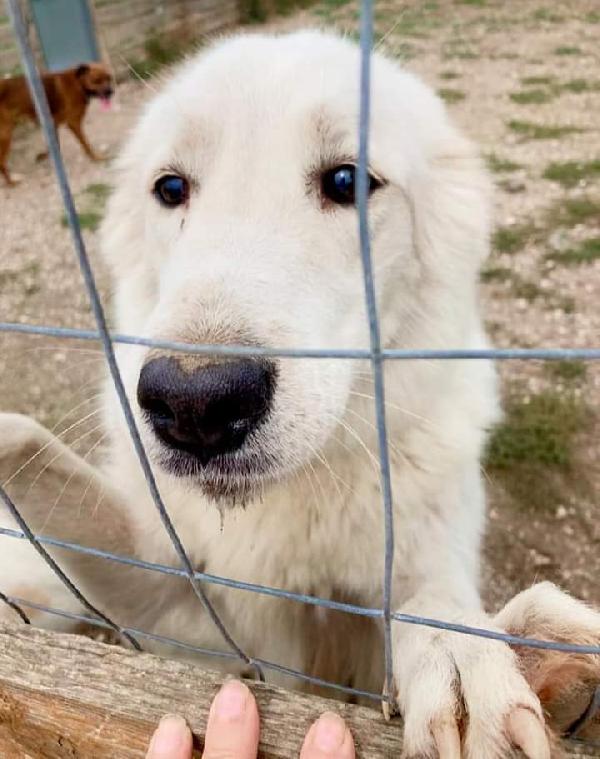 Margherita, Maremmana!