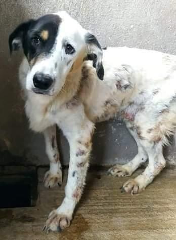 Igor, Settere! (8 Anni)