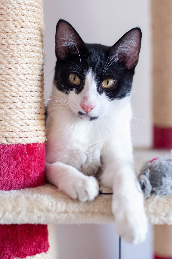 Il Piccolo Spartaco Cerca Una Nuova Famiglia  