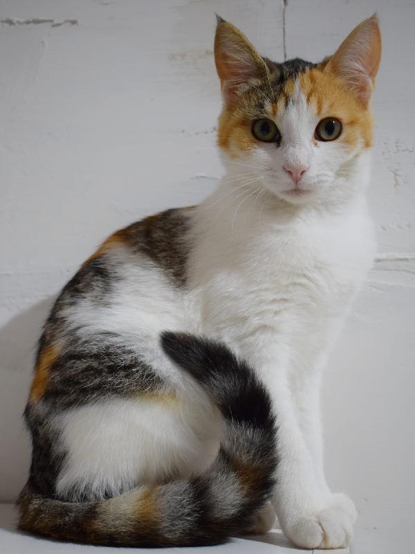 Gaia Dolce Gattina Cerca Casa