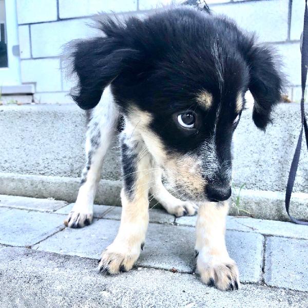 Siria E Sally Cucciole In Cerca Di Casa 