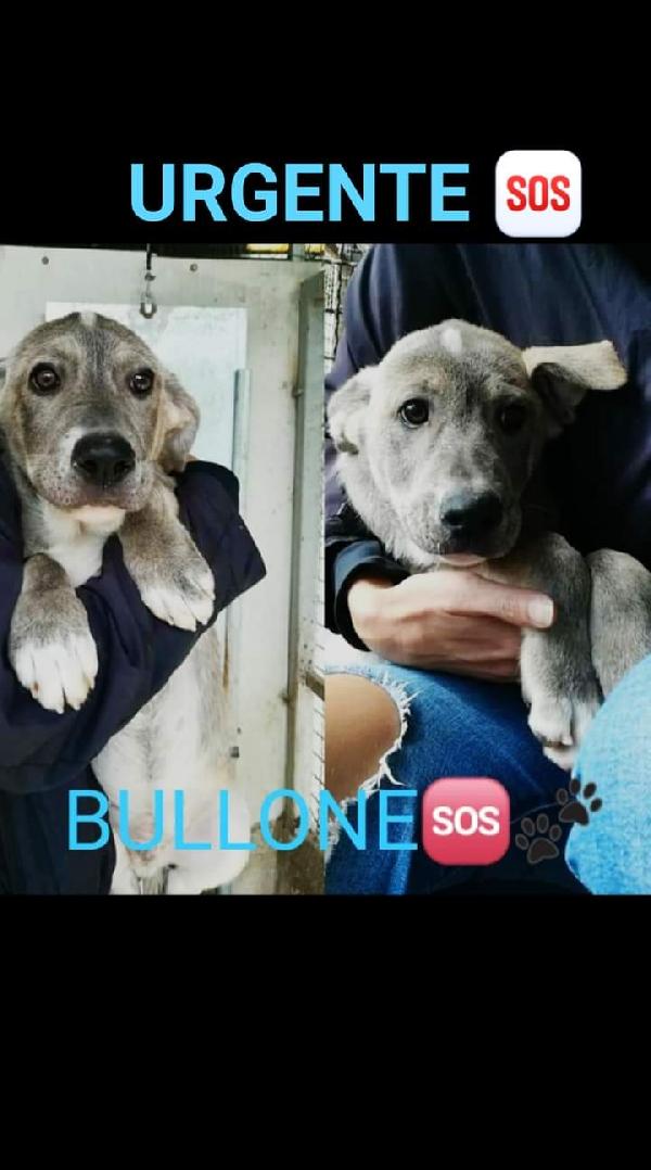  Bullone,Vite E Rondella, Taglia Media! 